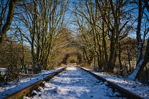 Бесплатное стоковое фото с деревья, зима, колеи