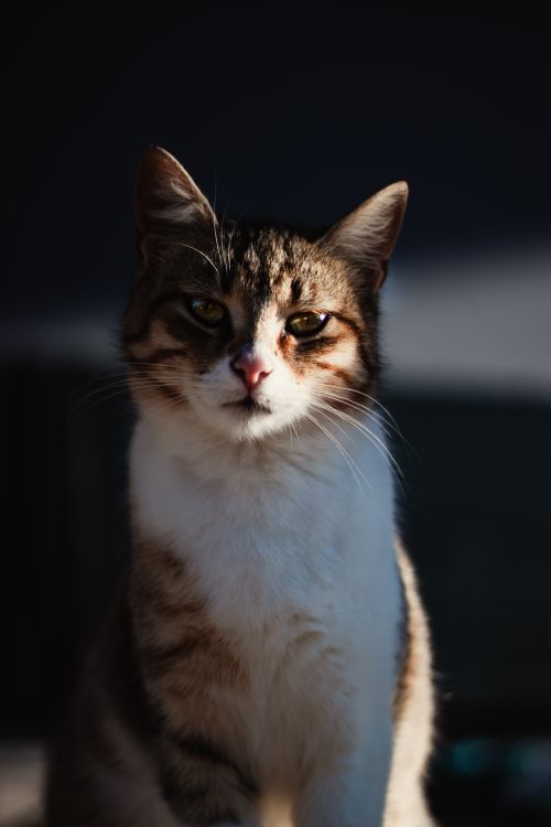 Free A striking close-up of a tabby cat's face basking in sunlight, soft bokeh background. Stock Photo