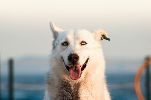 Free A happy white dog with bright eyes smiling in an outdoor setting. Stock Photo