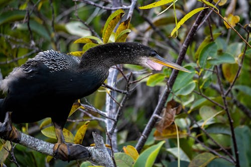 Ingyenes stockfotó ágak, állatfotók, anhinga témában