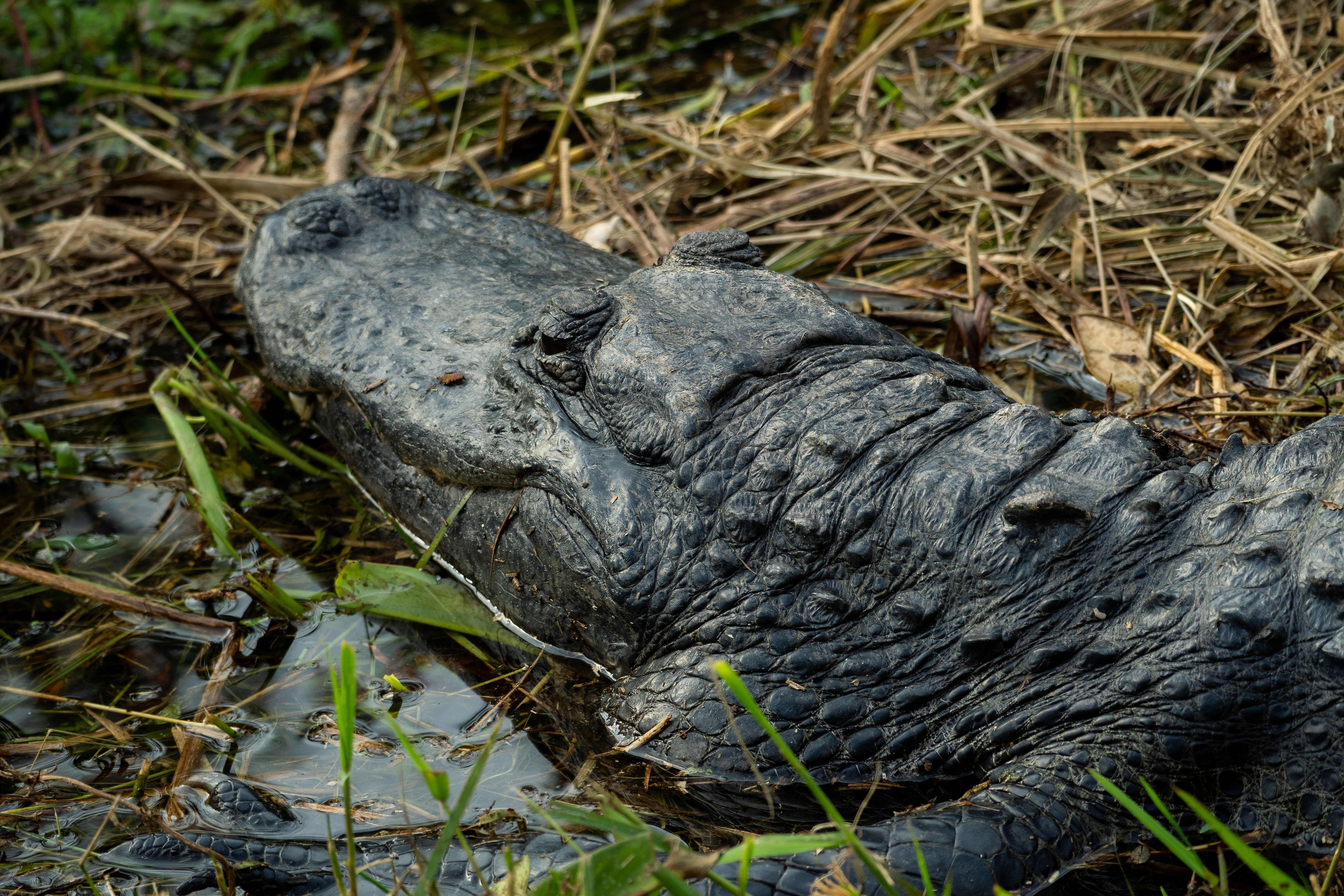 alligators survive harsh winters