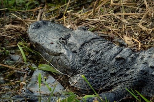 Crocodile on a Swamp 