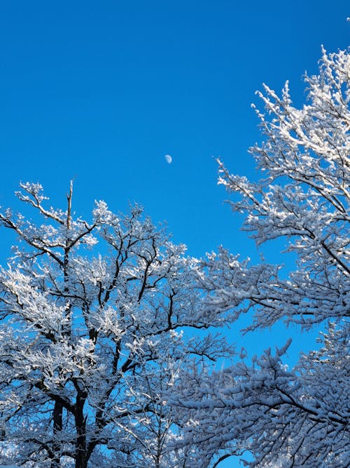 Kostnadsfri bild av blå himmel, måne, snö