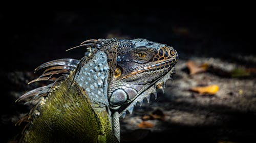 Iguana in Close Up