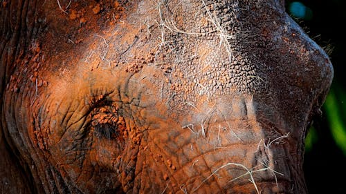 คลังภาพถ่ายฟรี ของ ช้าง, ซาฟารี, ป่า