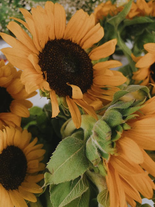 Foto stok gratis berbunga, bunga matahari, kertas dinding