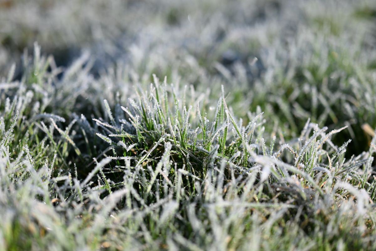 Close-up view of frosty grass with morning dew, capturing nature's beauty in winter.