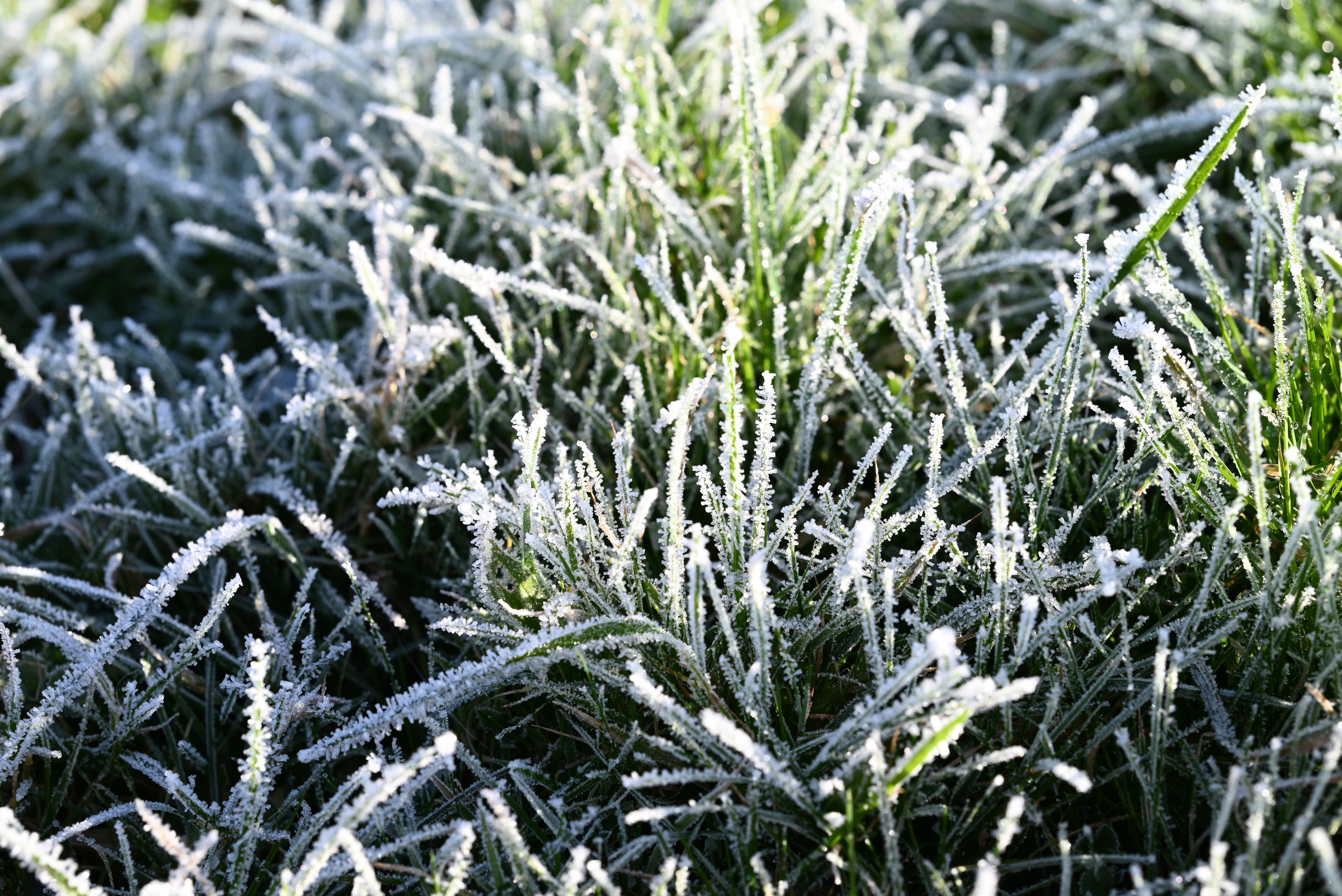 Winterschutz für empfindliche Pflanzen