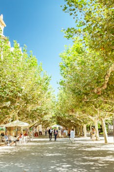 Sunlit walkway lined with trees and people in Burgos, Spain, capturing urban tranquility.