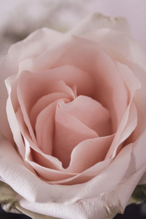 Immagine gratuita di fiore, floreale, rosa
