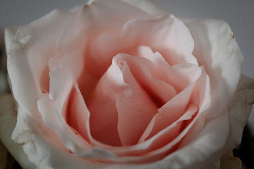 Immagine gratuita di fiore, floreale, macro