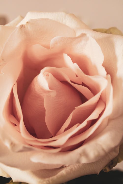 Бесплатное стоковое фото с лепестки розы, максросъемка, роза