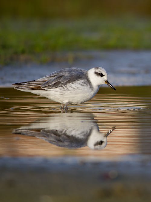 Gull Reflection in Water