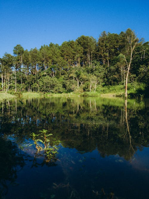 Foto profissional grátis de árvores, calma, cenário