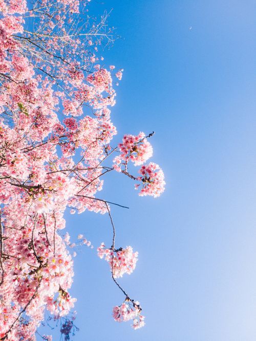 Free Beautiful cherry blossoms in full bloom under a vibrant blue sky. Perfect spring image. Stock Photo