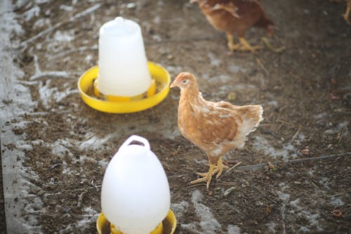 Ingyenes stockfotó csirke, farm, kakas témában