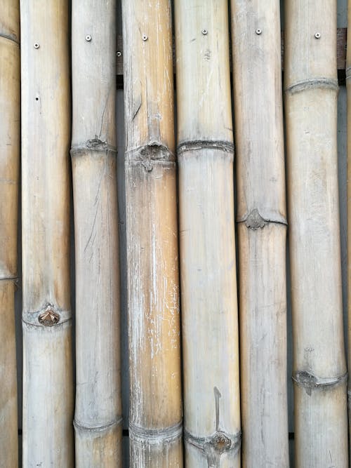 Ingyenes stockfotó bambusz, fa, minta témában