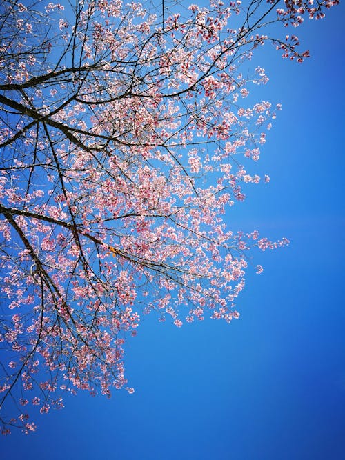 Ingyenes stockfotó ég, kék, rózsaszín témában