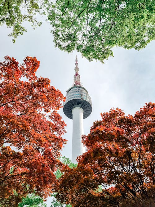 N Seoul Tower behind Trees in Autumn