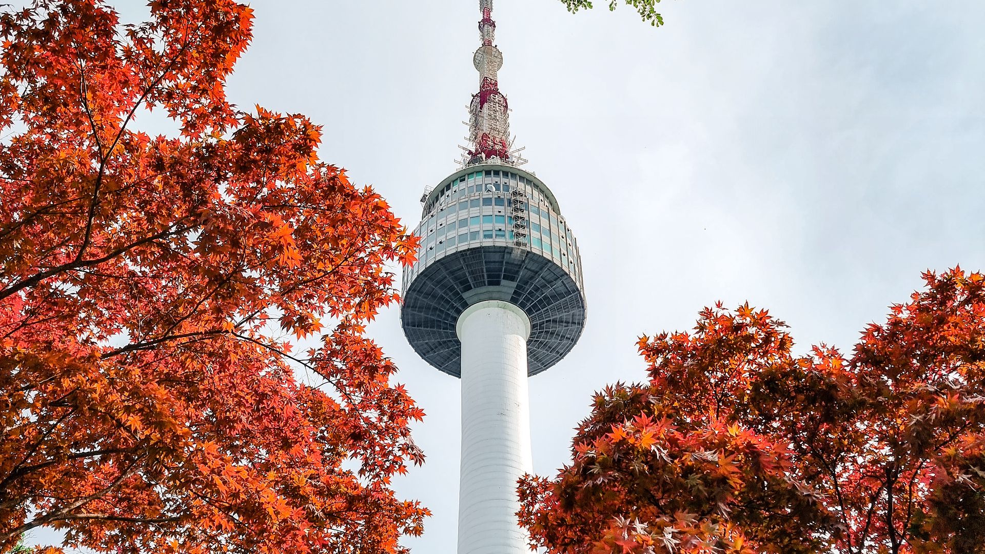 N Seoul Tower di antara daun merah dalam itinerary musim gugur Korea
