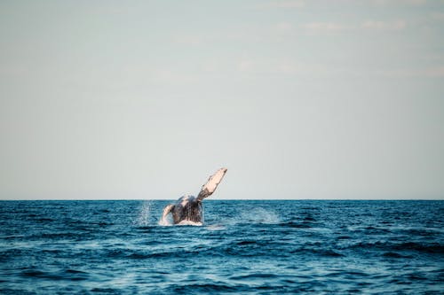 Tail of Whale in Sea