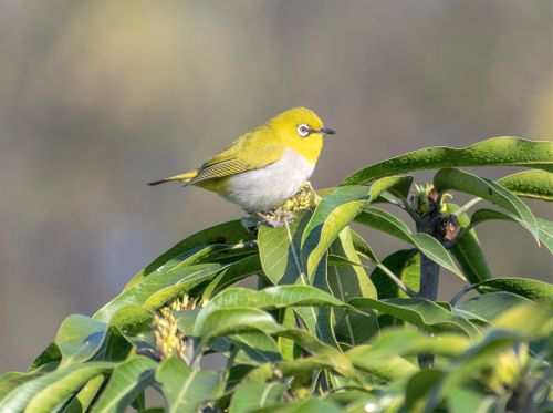 Free A warbling white-eye bird perches on vibrant green leaves, captured in stunning detail. Stock Photo