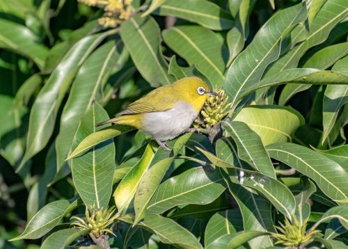 Free A warbling white-eye bird perched on lush green leaves in a natural setting. Stock Photo