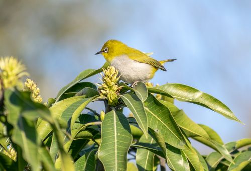 Free A Warbling White-eye bird perched on a lush green branch in natural sunlight. Stock Photo