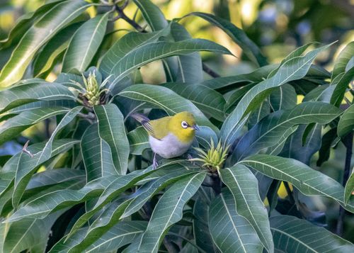 Free A warbling white-eye bird perched on green leaves, showcasing vibrant summer wildlife. Stock Photo