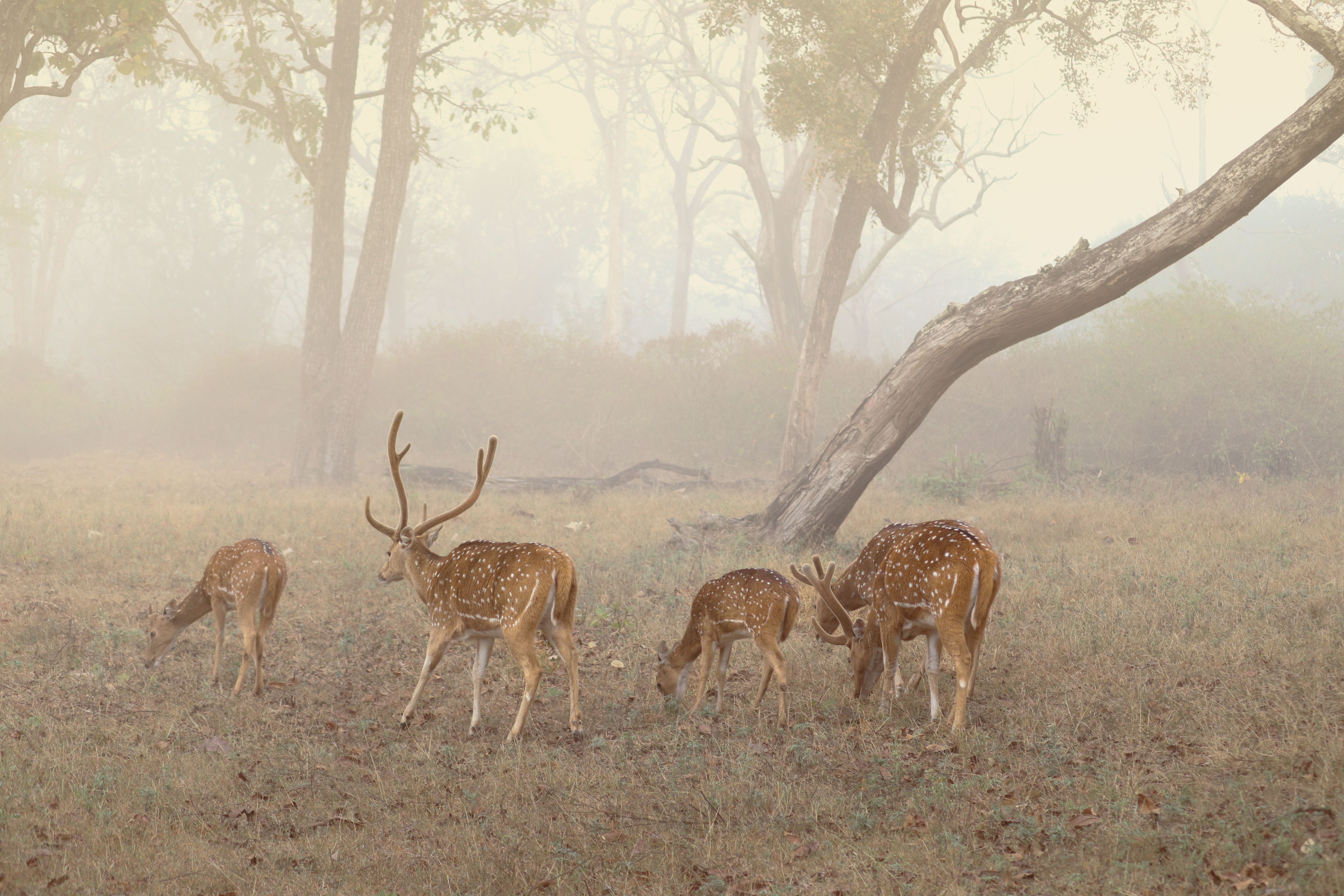 Bardia National Park
