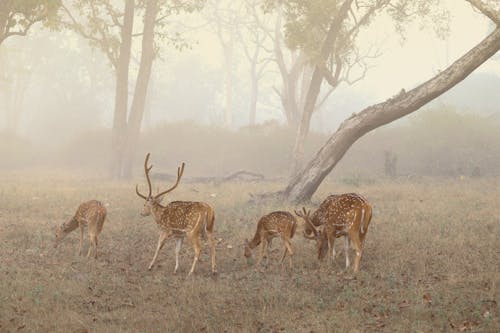 Bucks and Deer in Fog