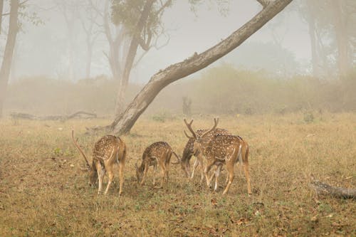 Free spotted deer Stock Photo