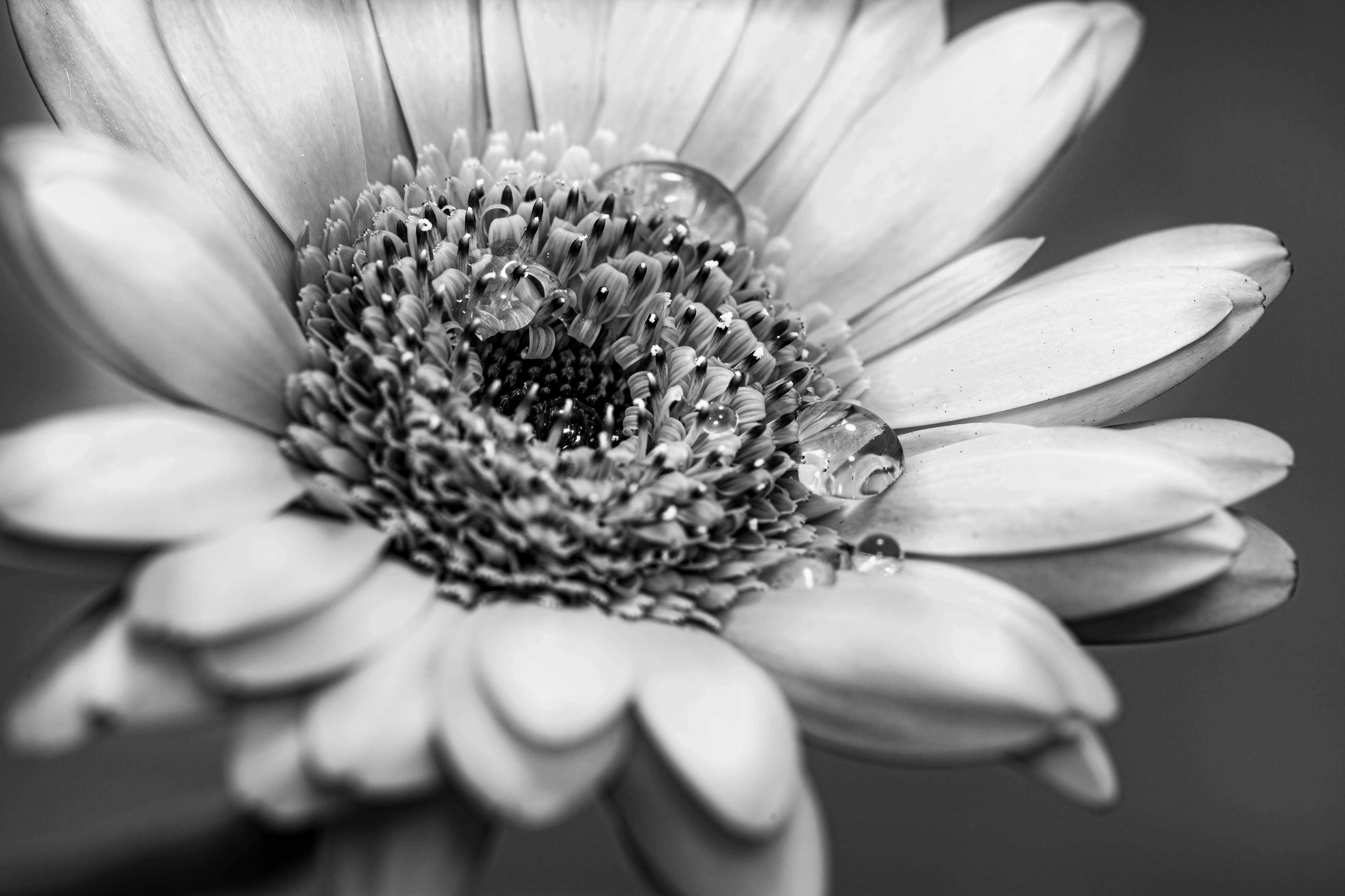 Striking black and white macro shot of a flower with water droplets on petals and stamens.