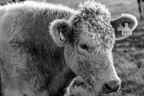 Free A detailed black and white close-up of a cow with curly hair in a rural pasture. Stock Photo