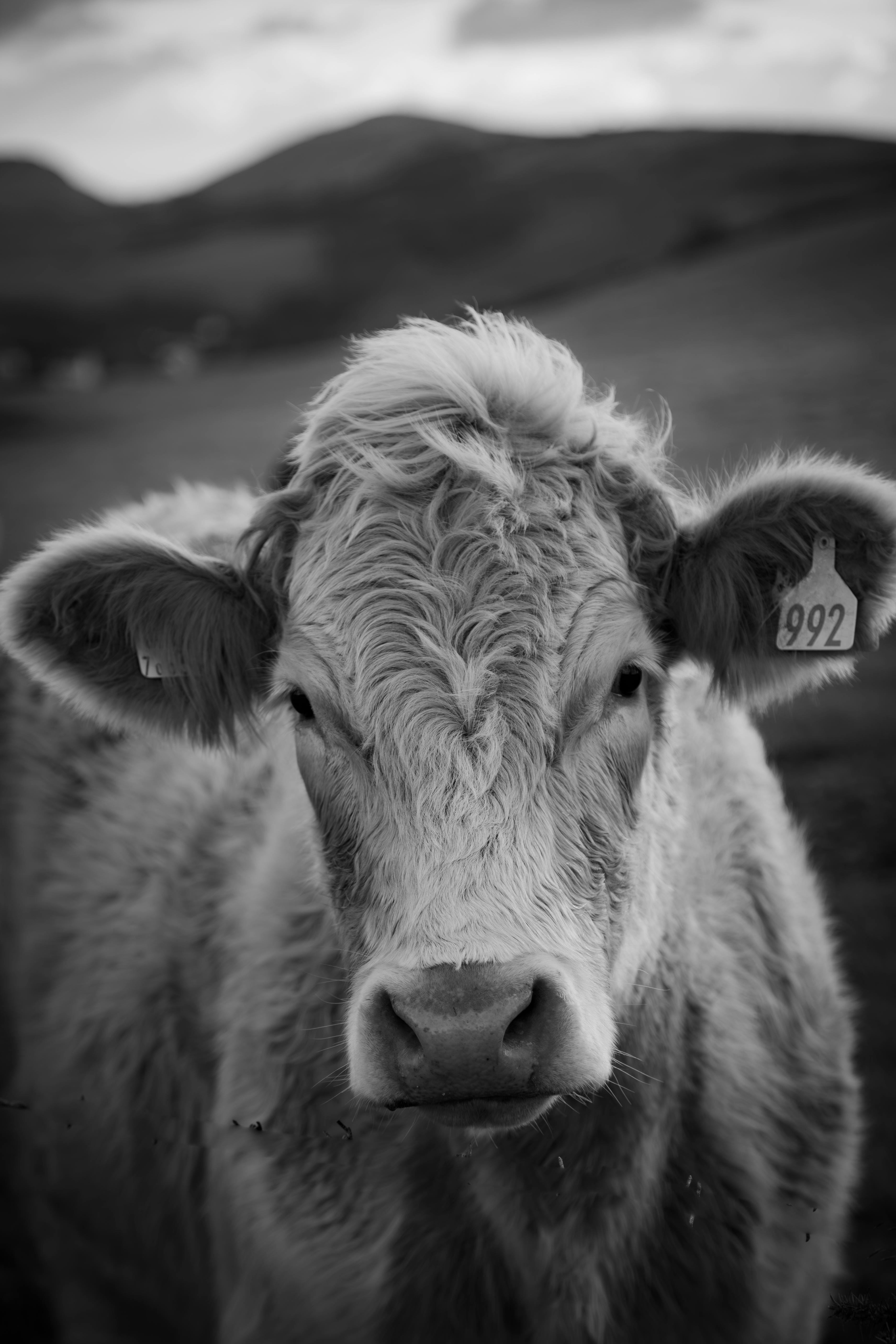 Stunning black and white portrait of a cow in the scenic English countryside, showcasing texture and detail.