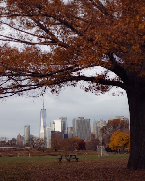 A park bench with a view of the city skyline