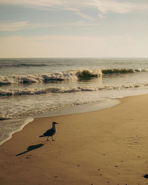 Free A seagull walks on a peaceful beach with gentle waves under a sunny sky. Stock Photo
