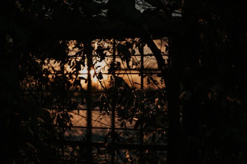 ağaç, camlar, gün batımı içeren Ücretsiz stok fotoğraf