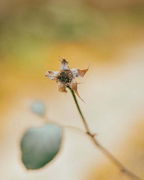 Foto profissional grátis de fino, flor, foco seletivo