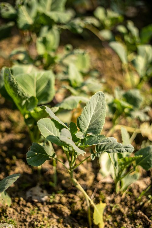 Free Close-up of young broccoli plants thriving in a sunny garden in Srinagar. Stock Photo