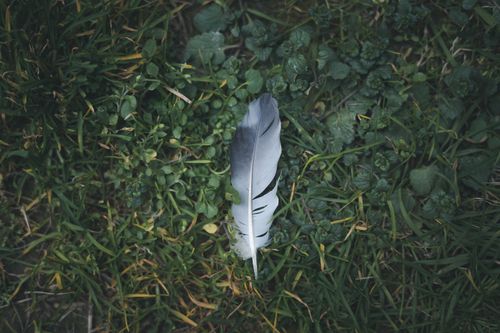 Free A solitary feather lies on vibrant green grass, capturing nature's simplicity. Stock Photo