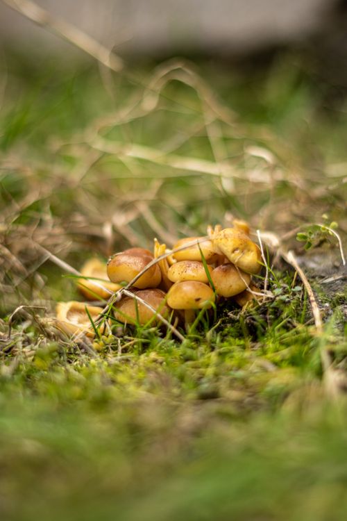 Free Cluster of mushrooms on a grassy field during autumn, showcasing natural beauty. Stock Photo