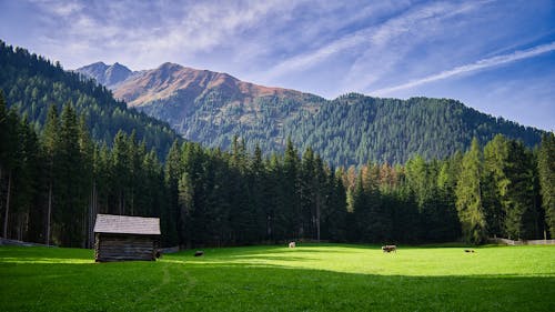Scenic View of a Green Pasture, Forest and Mountains 