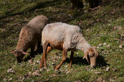 ファーム, フィールド, 子羊の無料の写真素材