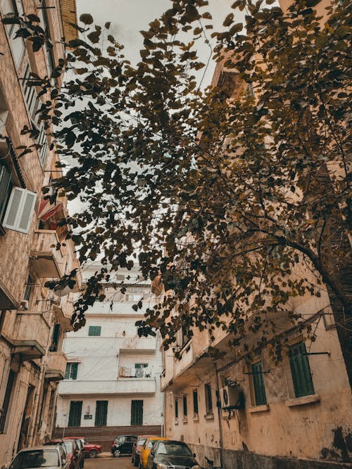 Foto d'estoc gratuïta de arbre, blocs de pisos, branques