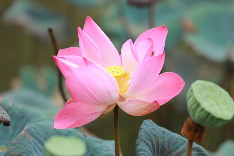 Pink Lotus Flower