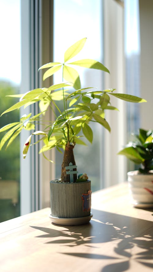 Potted Avocado Tree on Sill