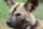 african wild dog