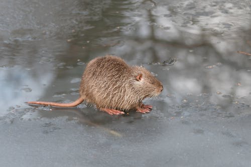 Gratis stockfoto met bevroren, detailopname, dierenfotografie