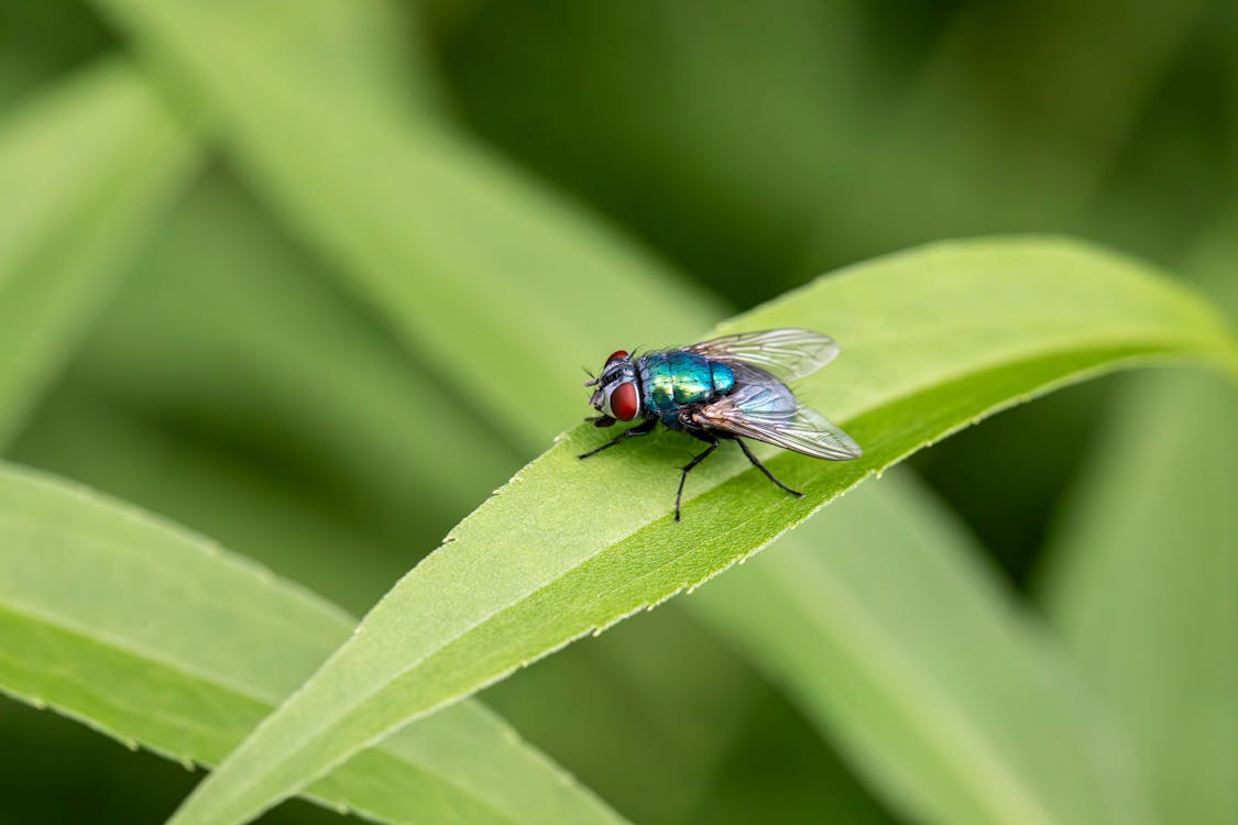 Fly on Leaf